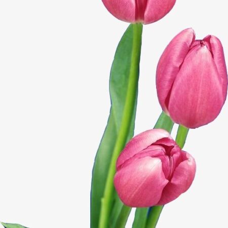 Fleur